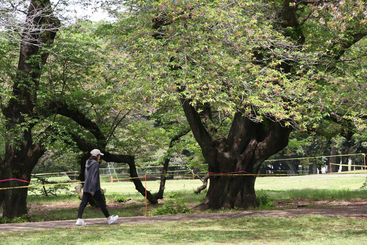 東京・砧公園が倒木で「立入禁止」の緊急点検 3年半で全国1732件 日本が抱える「倒木リスク」問題の真相とは(AERA DIGITAL)