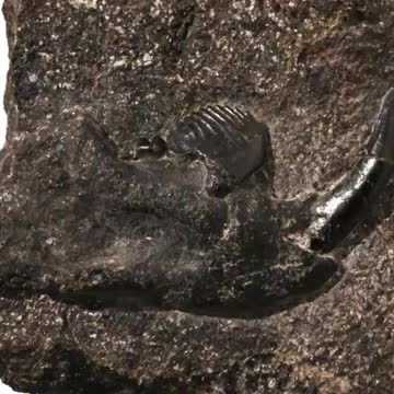 8000万年前の新種哺乳類化石を発見　「コシキバータル・カシマエンシス」と命名　薩摩川内市・甑島（鹿児島ニュースＫＴＳ）