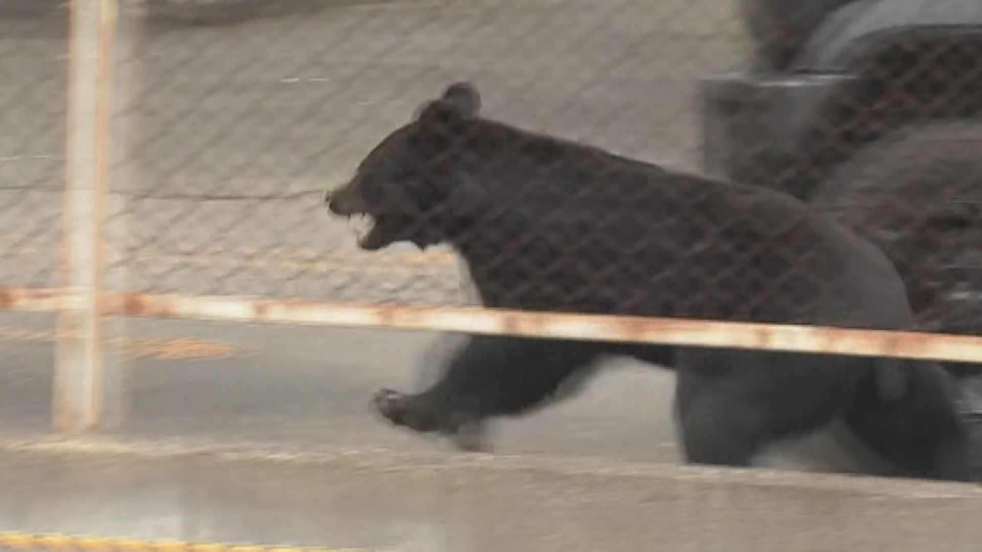 蛇口に手をあて水を飲み、窓のカギ開け逃走か…厄介な“人の構造物に慣れた”クマ、今後も出没注意（TUFテレビユー福島）