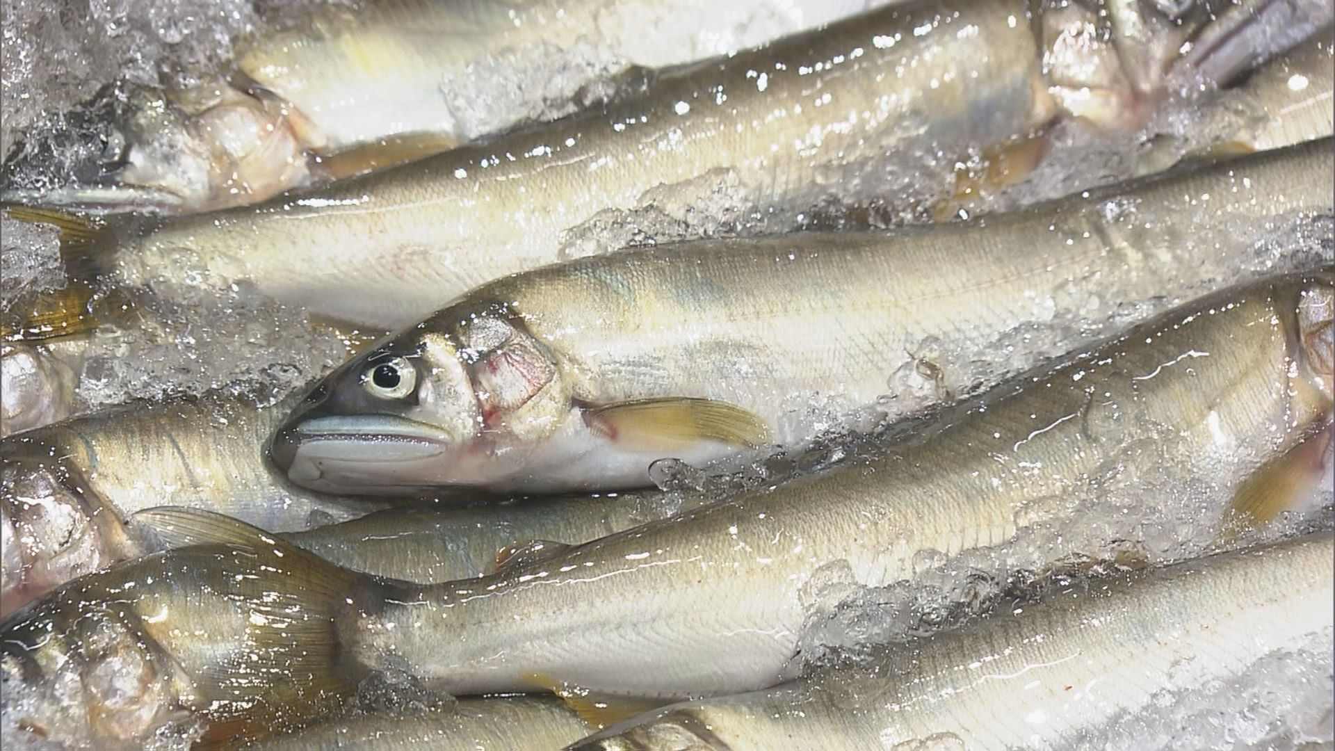 【速報】天然アユの初競りで史上最高値の1キロ35万円　過去最高の約6倍の価格に（CBCテレビ）