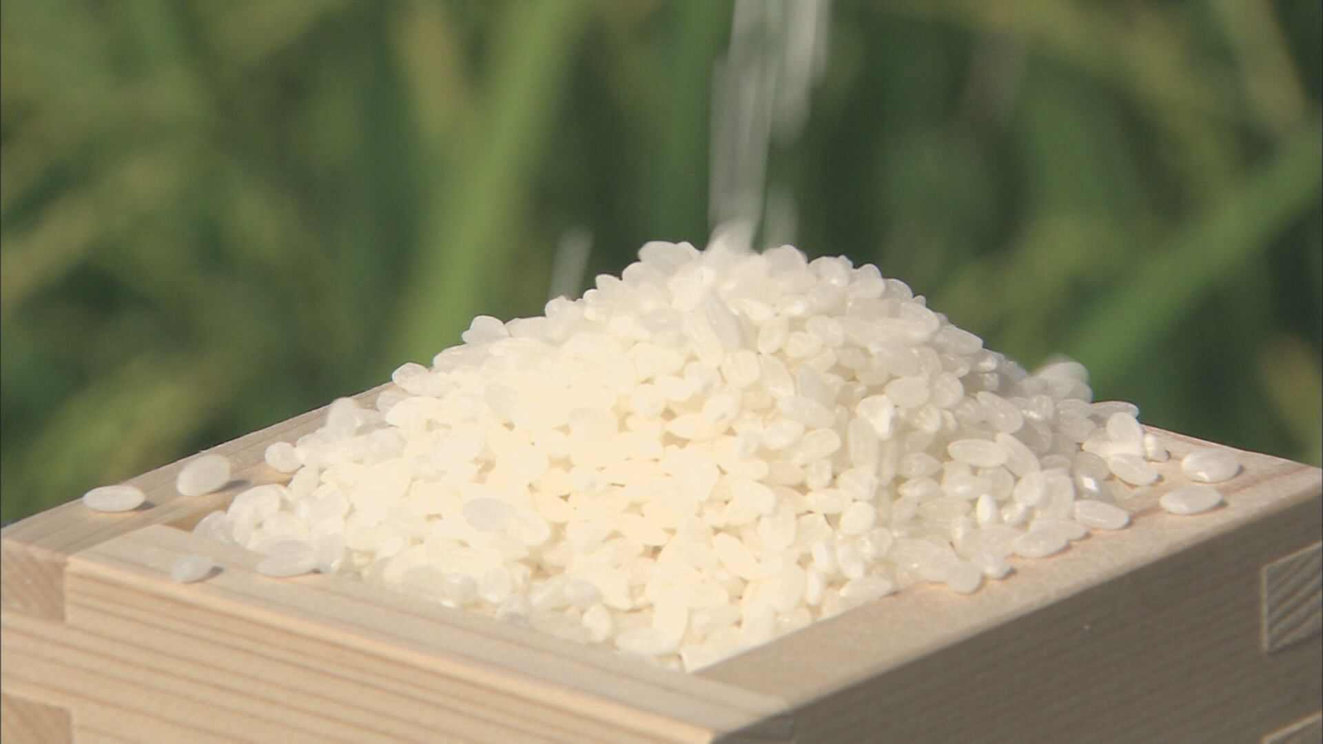 コメ価格 向こう3か月は安くなる見通し続く 米穀機構の調査(TBS NEWS DIG Powered by JNN)