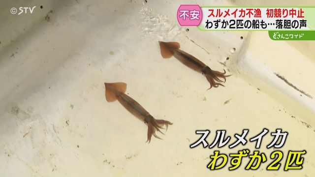 取扱量は９割以上も減少　スルメイカ不漁で初競り中止　わずか２匹の船も…漁業者は落胆　函館市（STVニュース北海道）