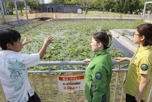 「メス1匹で繁殖」外来ザリガニ侵食拡大…すでに沖縄で定着、生態系や農業にダメージの恐れ(読売新聞オンライン)