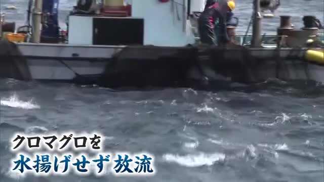 黒いダイヤ「クロマグロ」 豊漁でも喜べない 水揚げできず定置網から放す異例の事態 漁業関係者「もったいない」【新潟・佐渡市】(新潟ニュースNST)