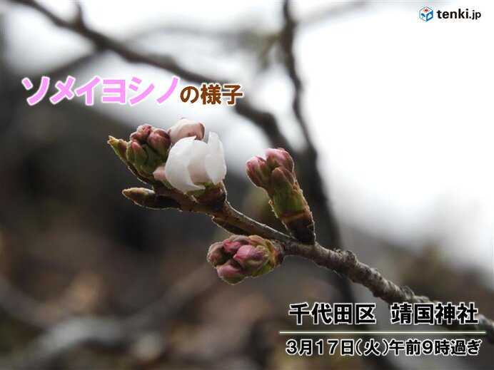 東京は「桜開花600℃の法則」に達し開花まで秒読み　過去データと検証してみた（tenki.jp）