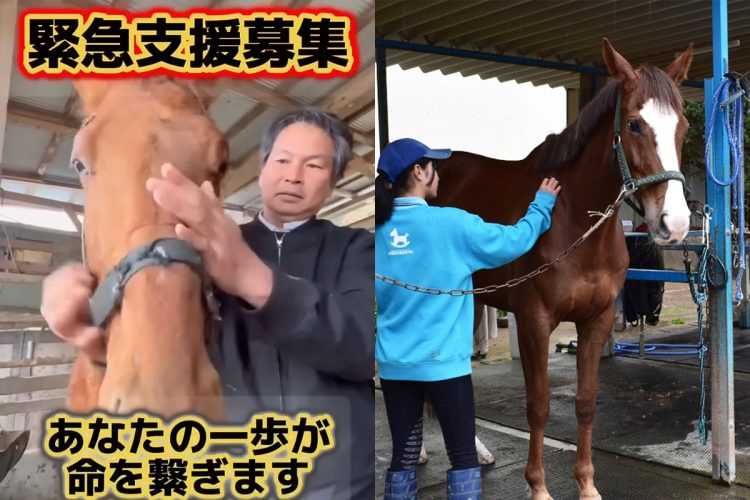 《引退競走馬年7000頭ほぼ“行方不明”に…》「人からの愛情知るがゆえに残酷で…」保護団体代表が語る「愛された馬たちの最期」とは（NEWSポストセブン）