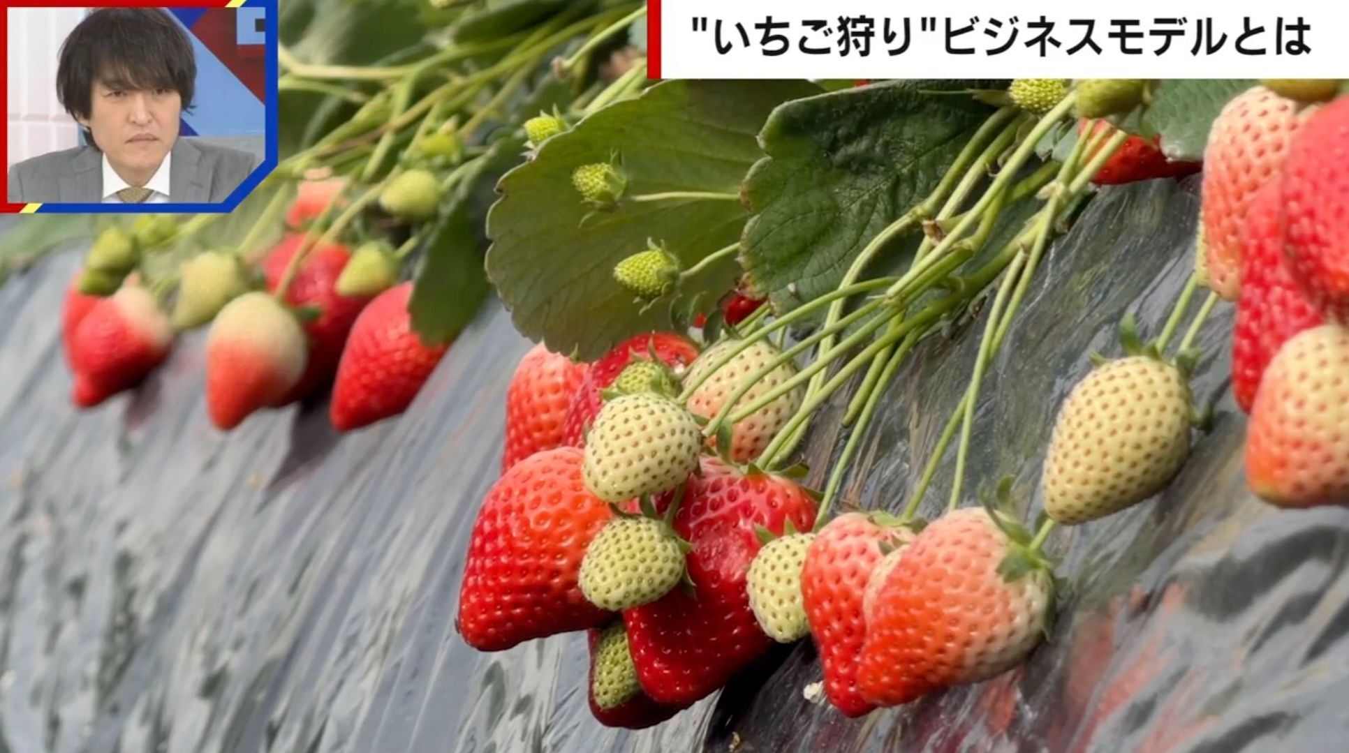 “いちご狩り”はなぜ「食べ放題」で儲かる?何個食べたら元が取れる?農家が明かすビジネスモデルの裏側(ABEMA TIMES)